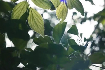 尋找百名困境兒童，聆聽童音，護苗成長